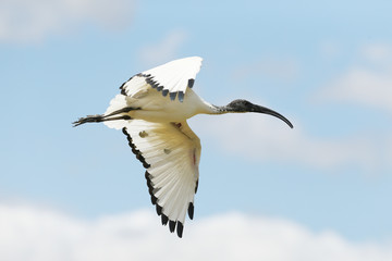 Close up of a Sacred Ibis in flight - obrazy, fototapety, plakaty