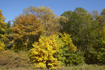 Naklejka premium Waldrand im Herbst mit gelben und grünen Blättern