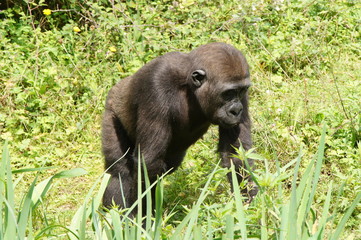 Jeune Gorille des plaines 