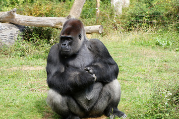 Obraz na płótnie Canvas Gorille des plaines mâle dominant