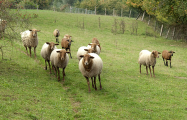 Obraz premium Coburger, Fuchsschaf, Thueringer, Waldziege