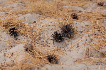 Pine cones on ground in forest