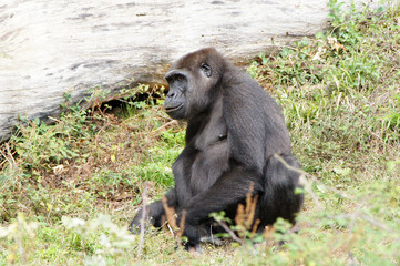 jeune gorille des plaines femelle 
