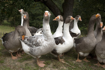 Pommerngaense