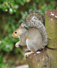 Close up of a young Grey Squirrel on a tree stump 