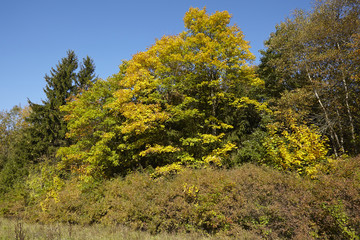 Naklejka premium Waldrand im Herbst mit gelben und grünen Blättern