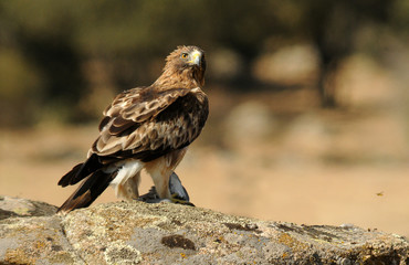 Fototapeta premium Mirada del aguila calzada con la presa