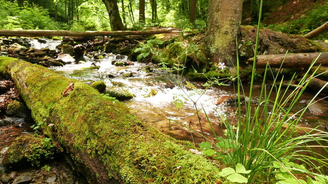 Stream  in mountain wood, sunny day shot.   4K 3840x2160. 