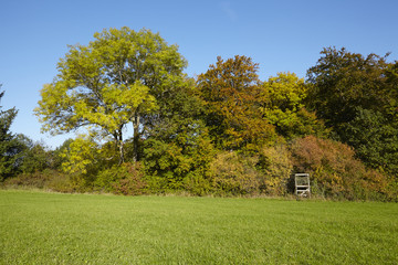 Obraz premium Waldrand im Herbst mit gelben und grünen Blättern