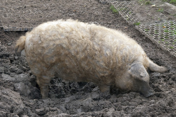 Wollschwein, Mangalica,