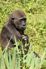 Bébé Gorille des plaines