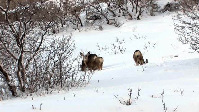 Deer mule in snow on hillside HD