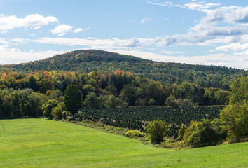 Fototapeta na wymiar rural scene in Vermont with a Christmas Tree Farm, fields and wooded hills with early fall foliage colors 