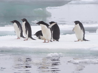 Obraz premium Adelie penguins on Antarctic Peninsula