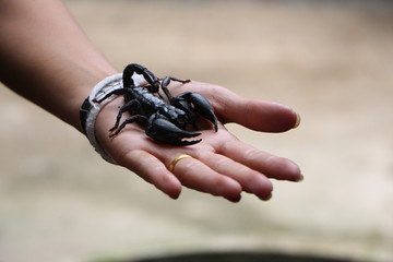 Scorpion on hand