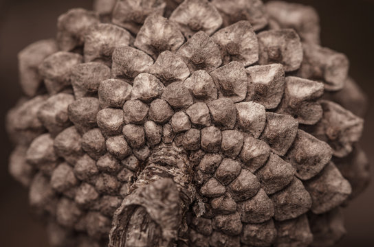 Closeup Pine Cone