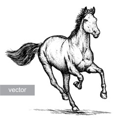engrave horse illustration