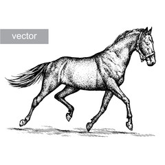 engrave horse illustration