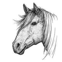 engrave horse illustration © doublebubble_rus