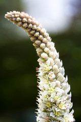 Blühende Chinesische Narrenkappe (Orostachys Iwarenge)