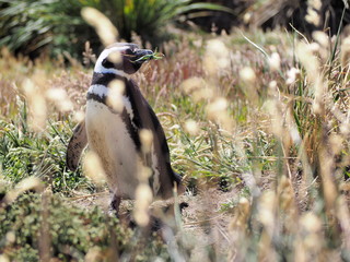 Magellanic penguin on Falklands