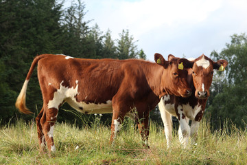 Fototapeta na wymiar Two brown cows in Norway countryside