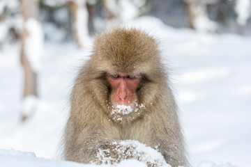 Snow Monkey Macaque
