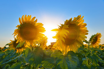 Sunflowers © denis_333