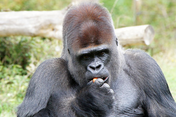 Gorille des plaines mâle dominant en train de manger