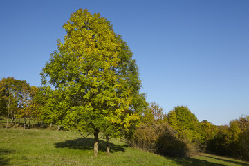 Herbstlicher Baum mit gr&uuml;nem und gelben Bl&auml;ttern