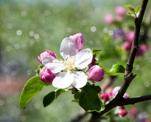 Spring apple blossom
