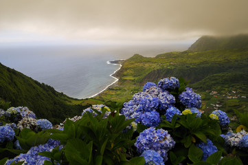 Hortensia in Flores, Azores Portugal