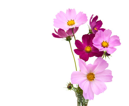 Cosmos Flowers