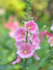 Fototapeta premium Pink hollyhock
