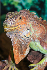 tropical reptile iguana