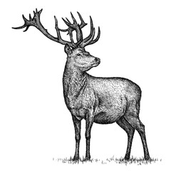engrave deer illustration