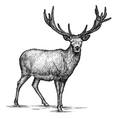 engrave deer illustration