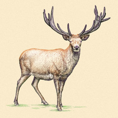Naklejka na ściany i meble engrave deer illustration