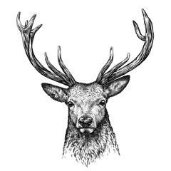 Fototapety  engrave deer illustration