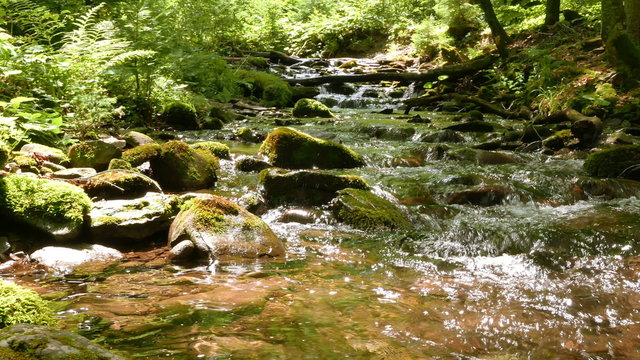 
Stream  in mountain wood, sunny day shot.   4K 3840x2160. Panorama
