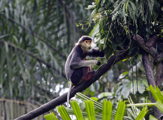 Обезьянка-лангур (немейскиЙ тонкотел)