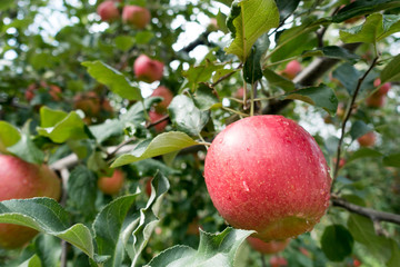 many apples are on the tree