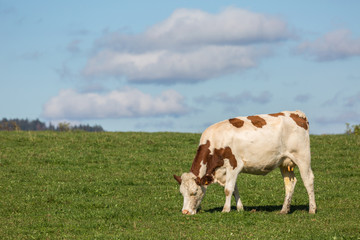Fototapeta na wymiar vache montbéliarde