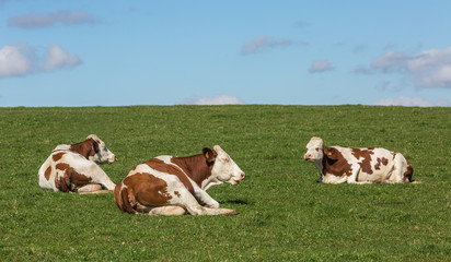 vaches montbéliardes