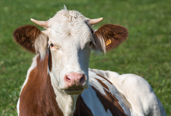 vache montbéliarde