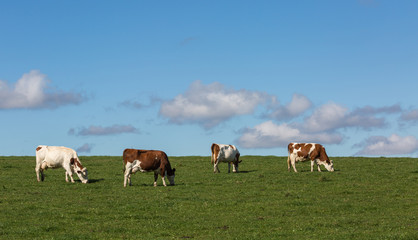 Fototapeta na wymiar vaches montbéliardes