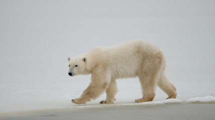 Un ours polaire dans la toundra. Neiger. Canada. Une excellente illustration.