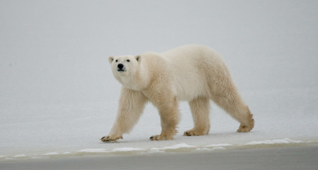 A polar bear on the tundra. Snow. Canada. An excellent illustration.