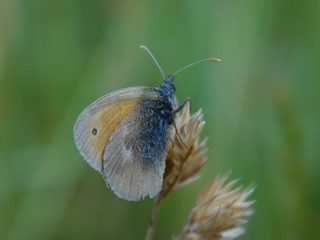 Schmetterling auf Grashalm