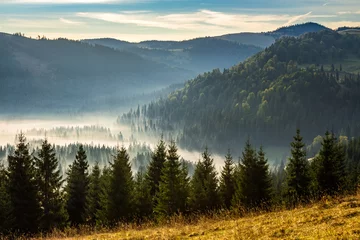 Fototapeten Nadelwald in nebligen rumänischen Bergen bei Sonnenaufgang © Pellinni